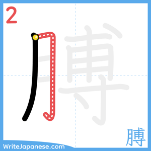 How to write "膊" - stroke 2