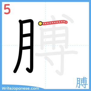 How to write "膊" - stroke 5