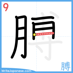 How to write "膊" - stroke 9