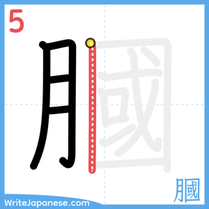How to write "膕" - stroke 5