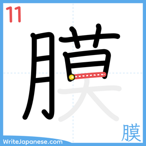 How to write "膜" - stroke 11