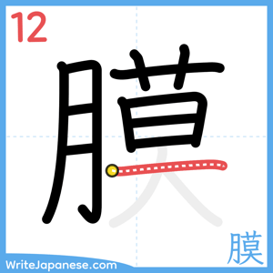 How to write "膜" - stroke 12
