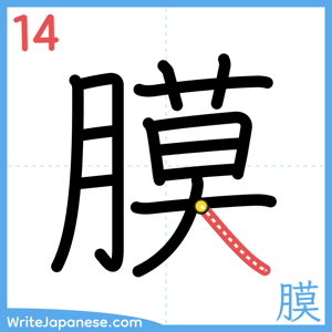 How to write "膜" - stroke 14