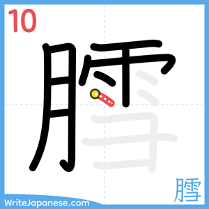How to write "膤" - stroke 10