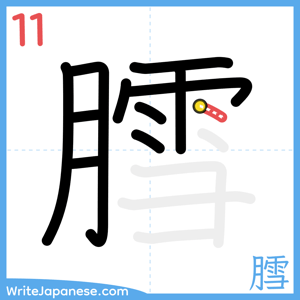 How to write "膤" - stroke 11