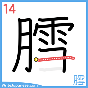 How to write "膤" - stroke 14