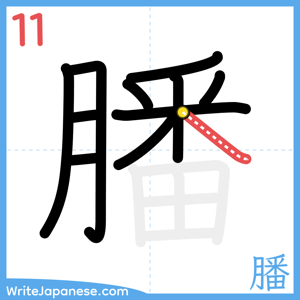 How to write "膰" - stroke 11