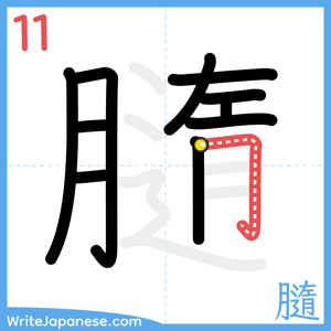 How to write "膸" - stroke 11