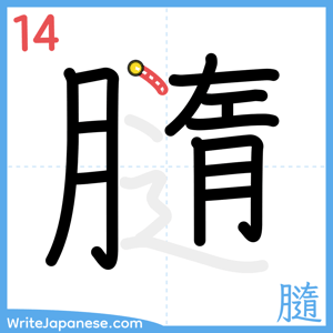 How to write "膸" - stroke 14
