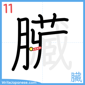 How to write "臟" - stroke 11