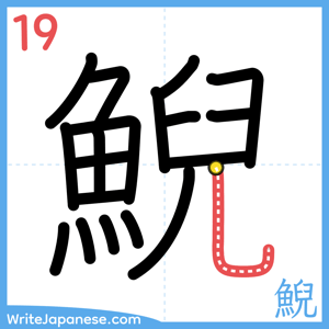 How to write "鯢" - stroke 19