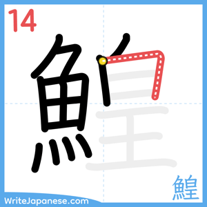 How to write "鰉" - stroke 14