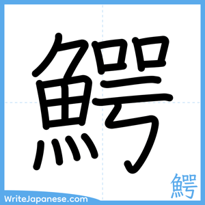 How to write "鰐" - complete stroke order