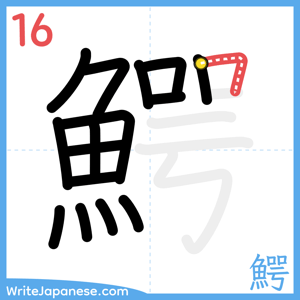 How to write "鰐" - stroke 16