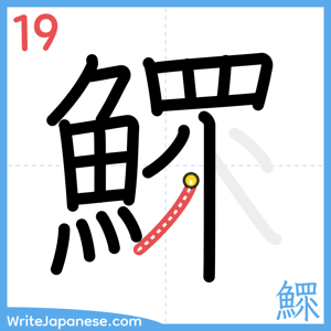 How to write "鰥" - stroke 19