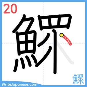 How to write "鰥" - stroke 20