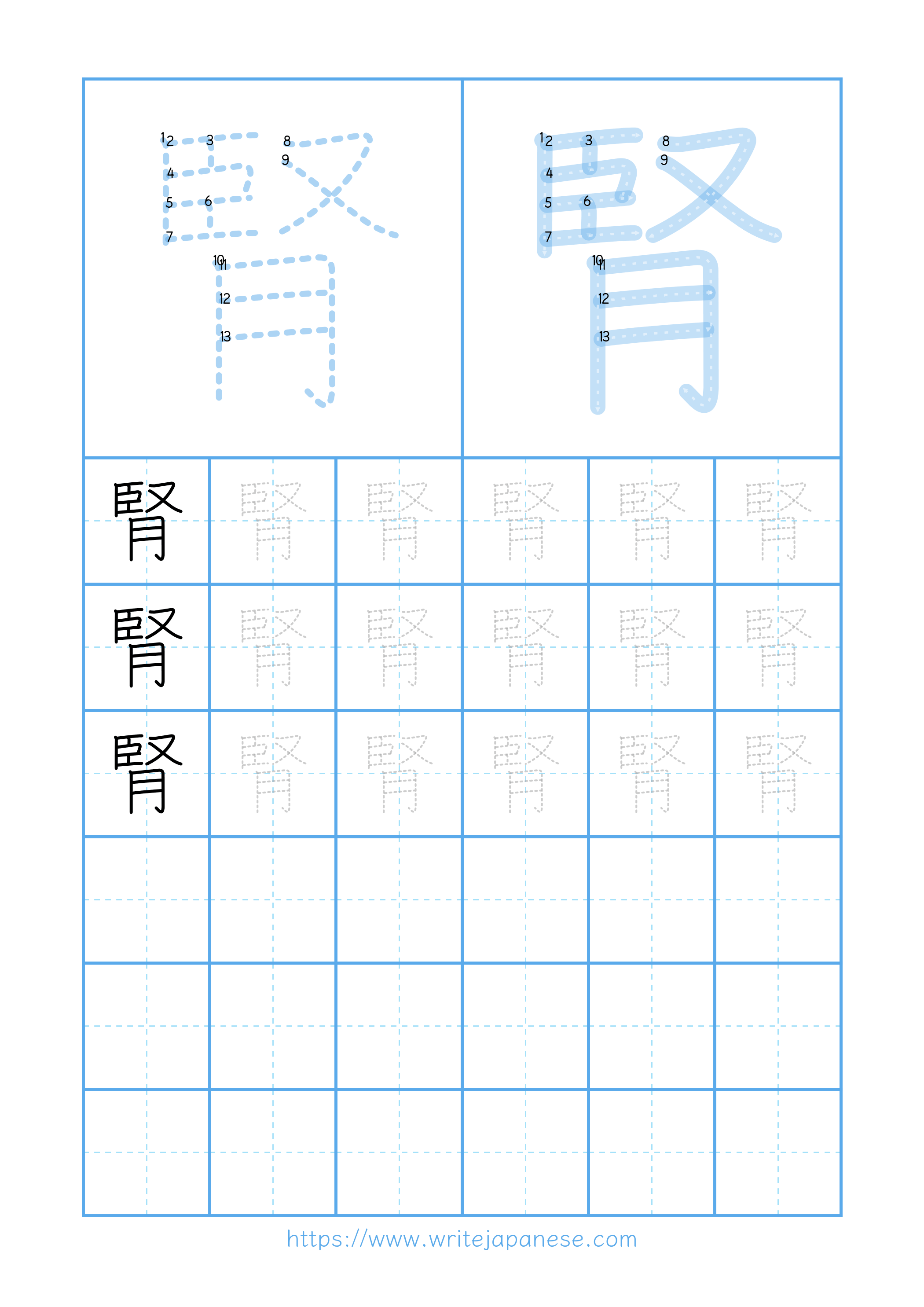 Modern horizontal worksheet for 腎